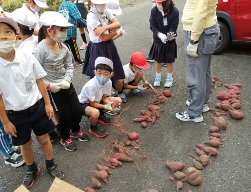 10月14日  廿日市小学校2年生の皆さんで芋掘りをしました